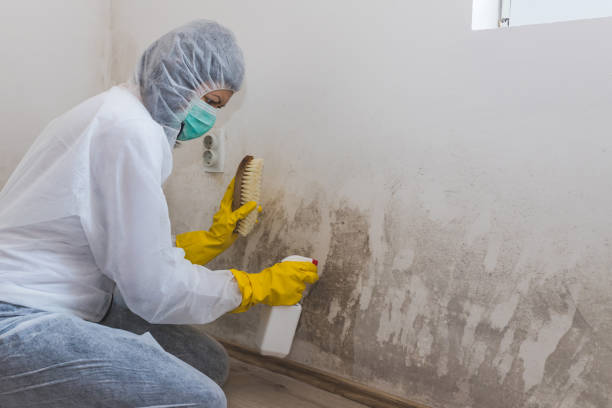 Best Mold Odor Removal Services  in Bellaire, OH