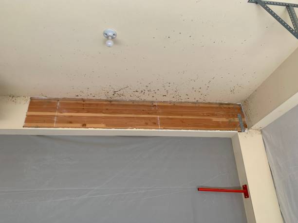 Mold Remediation for Vacation Homes in Bellaire, OH